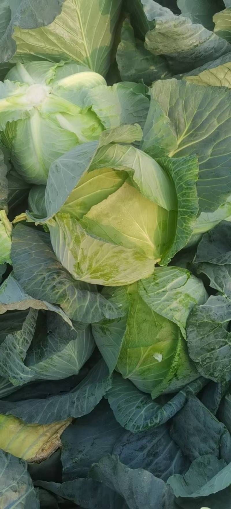 【推荐】湖北精品扁包菜大量上市量大从优价格便宜