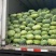 【推荐】湖北精品扁包菜大量上市量大从优价格便宜