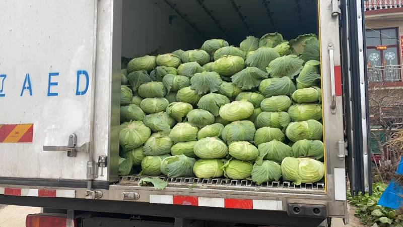 【推荐】湖北精品扁包菜大量上市量大从优价格便宜