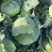 【推荐】湖北精品扁包菜大量上市量大从优价格便宜