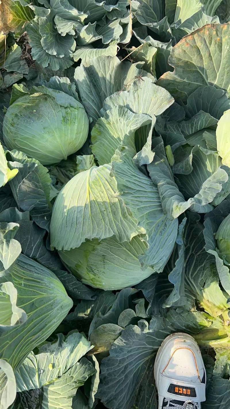 【推荐】湖北精品扁包菜大量上市量大从优价格便宜