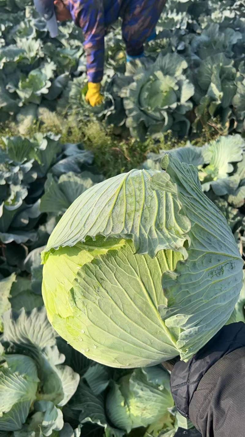 【推荐】湖北精品扁包菜大量上市量大从优价格便宜