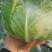 【推荐】湖北精品扁包菜大量上市量大从优价格便宜