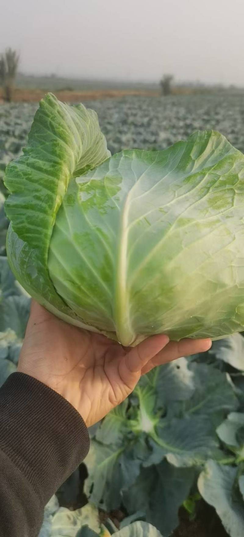 【推荐】湖北精品扁包菜大量上市量大从优价格便宜