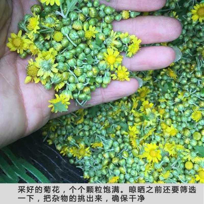 大量供应野菊花茶小野菊花正宗野菊花无硫新货