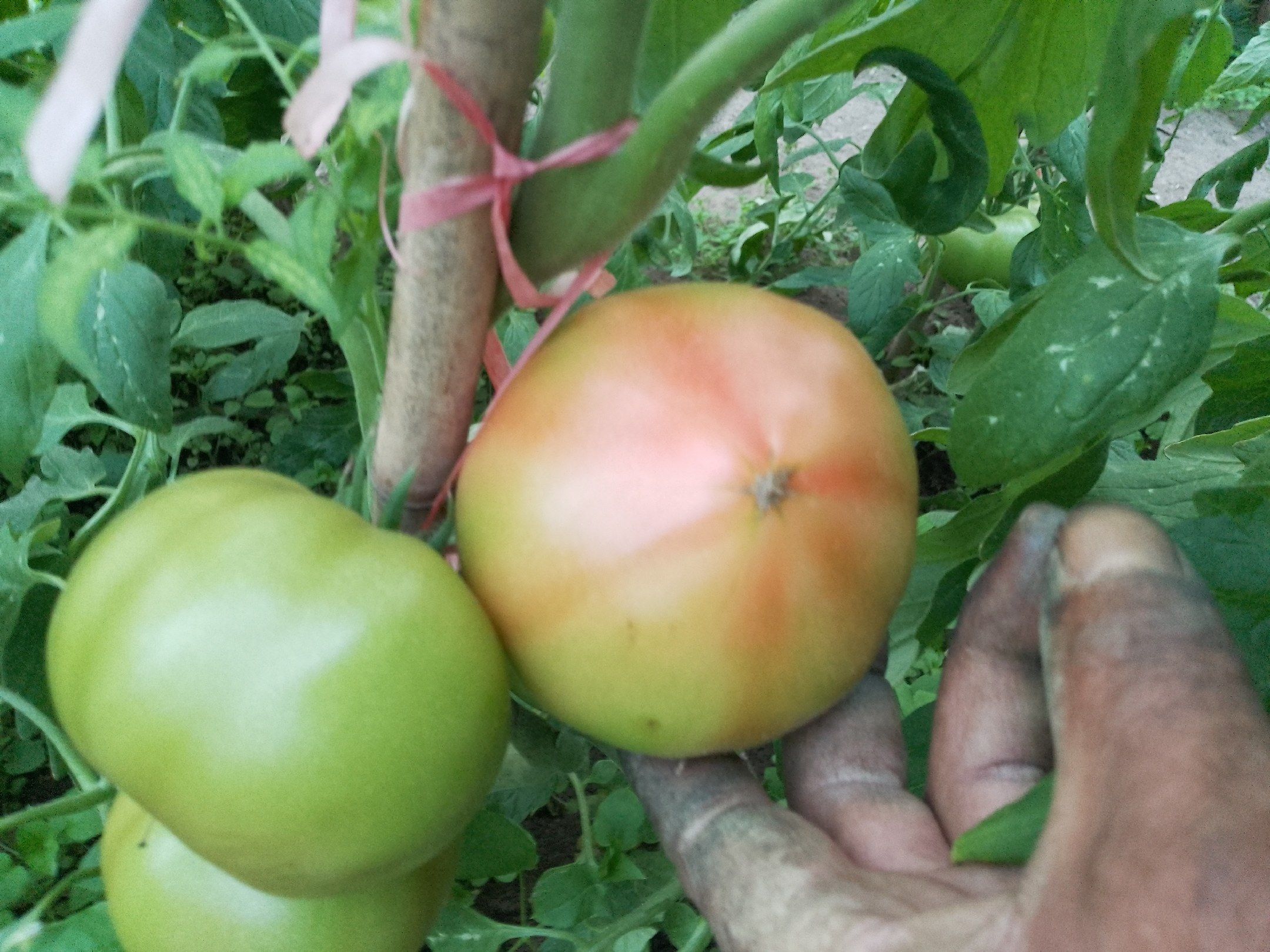 番茄果实成熟过程示意图