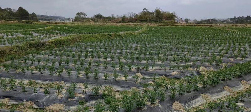 广西线椒基地供应二号椒八号椒螺丝椒55号坑椒