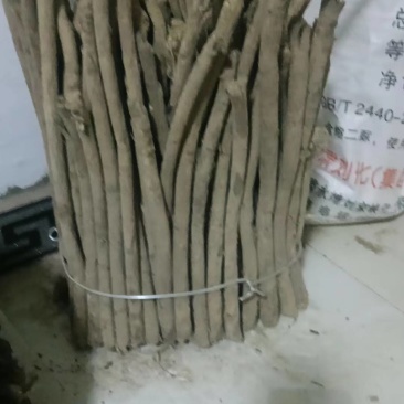 黄芪