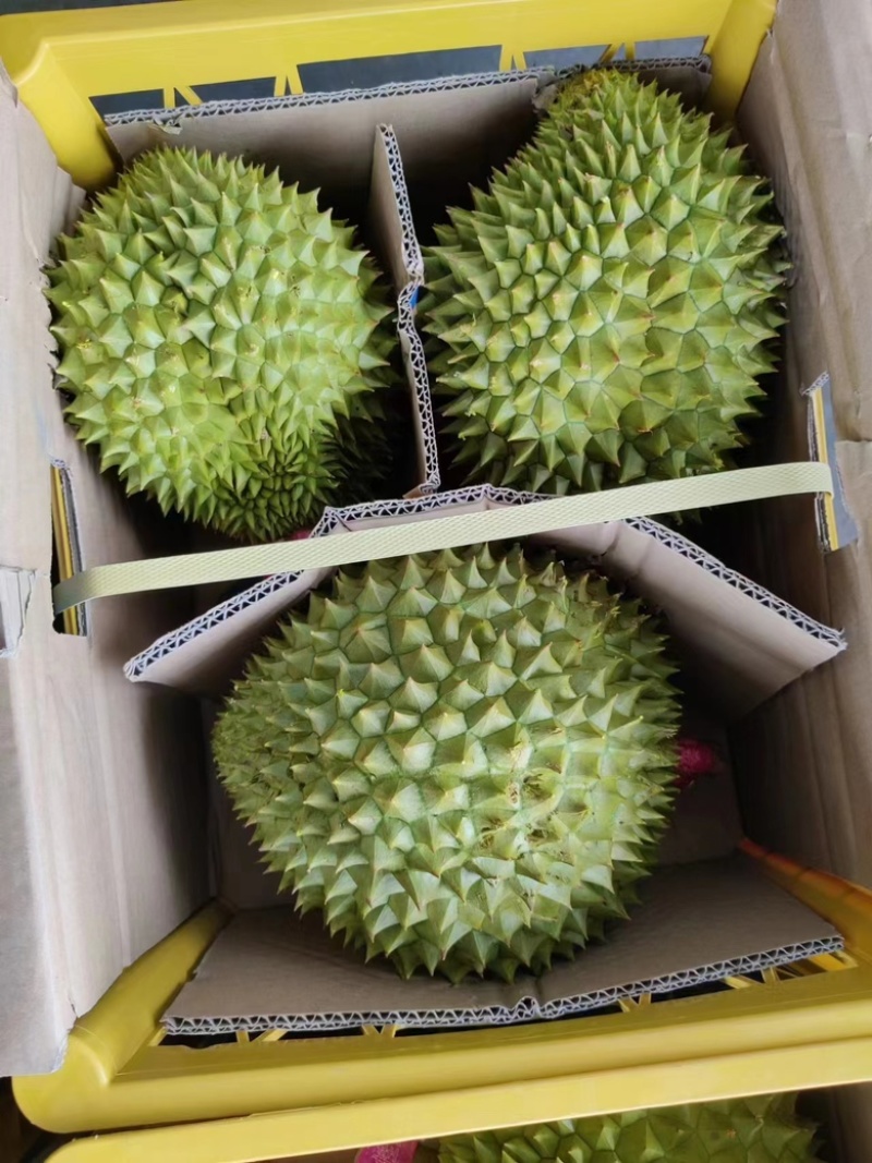 干尧榴莲批发，一手货源，量大从优长期供应欢迎老板对接