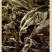 【热卖推荐】大量供应野生艾叶干艾草泡脚药包陈艾