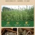 【热卖推荐】大量供应野生艾叶干艾草泡脚药包陈艾