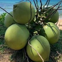 海南椰子，一手货源，货源充足，大量上市，价格实惠