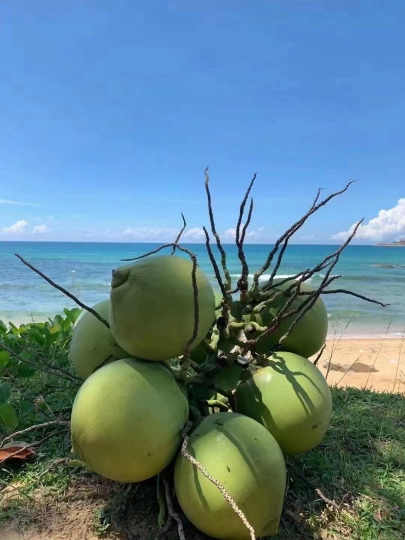 海南椰子，一手货源，货源充足，大量上市，价格实惠