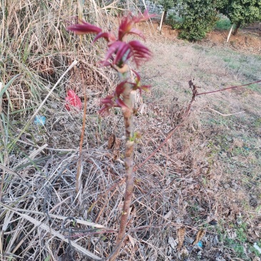红油香椿苗，正宗四季椿芽树苗，香椿苗，香椿小苗，香椿大苗