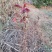 红油香椿苗，正宗四季椿芽树苗，香椿苗，香椿小苗，香椿大苗