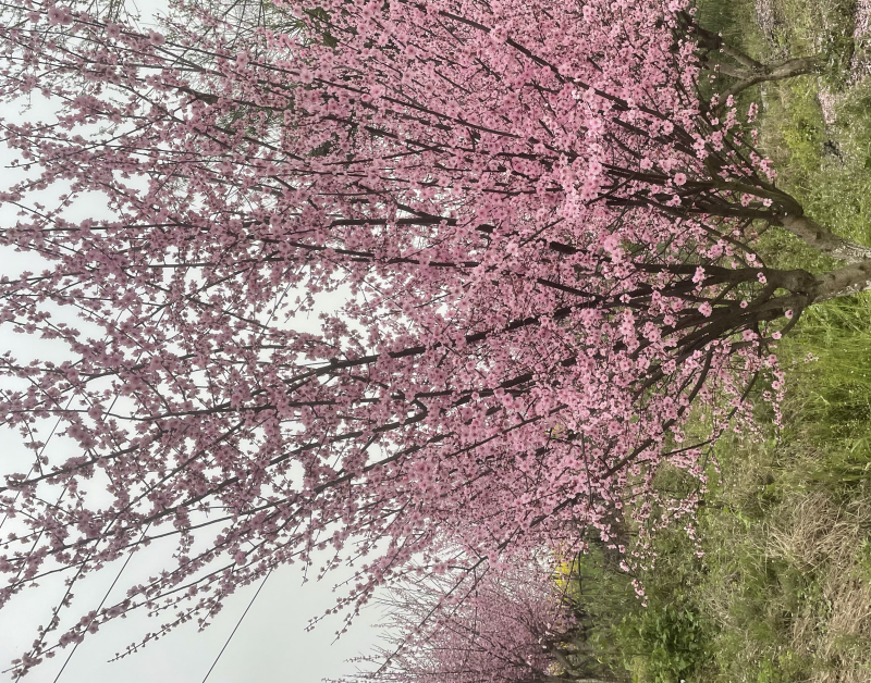 榆叶梅