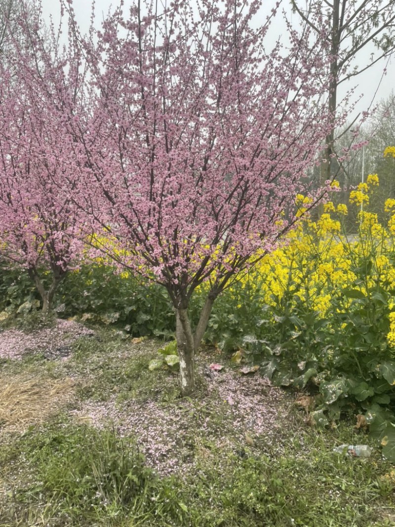 榆叶梅