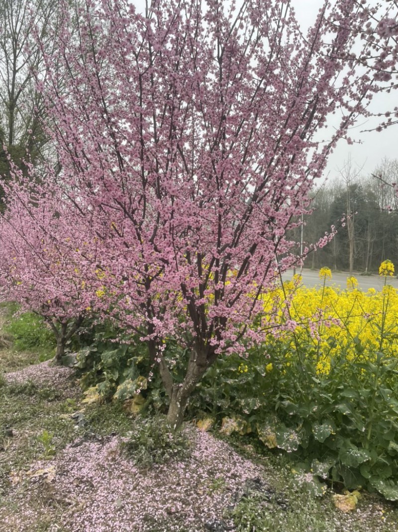 榆叶梅