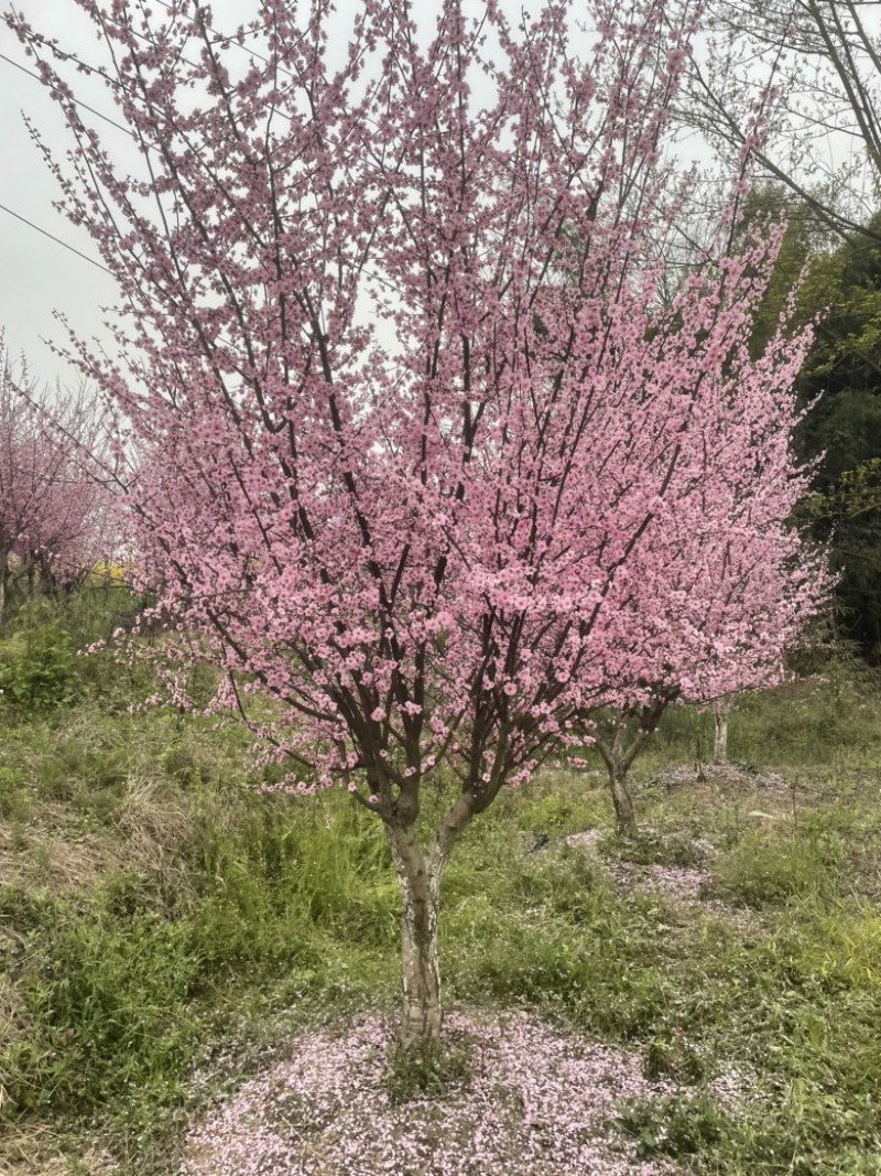 榆叶梅
