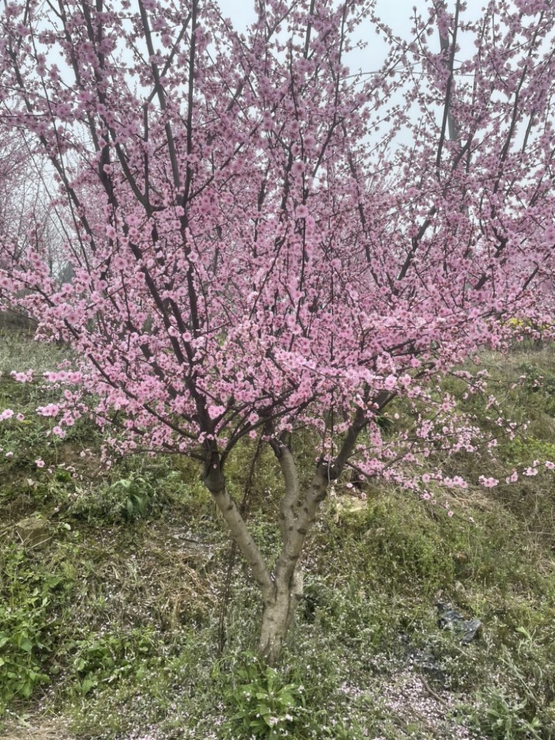 榆叶梅