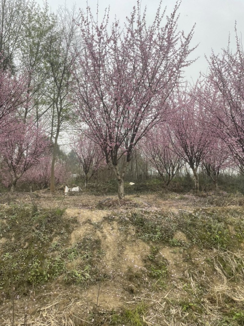 榆叶梅