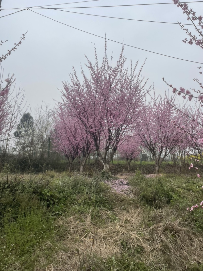 榆叶梅