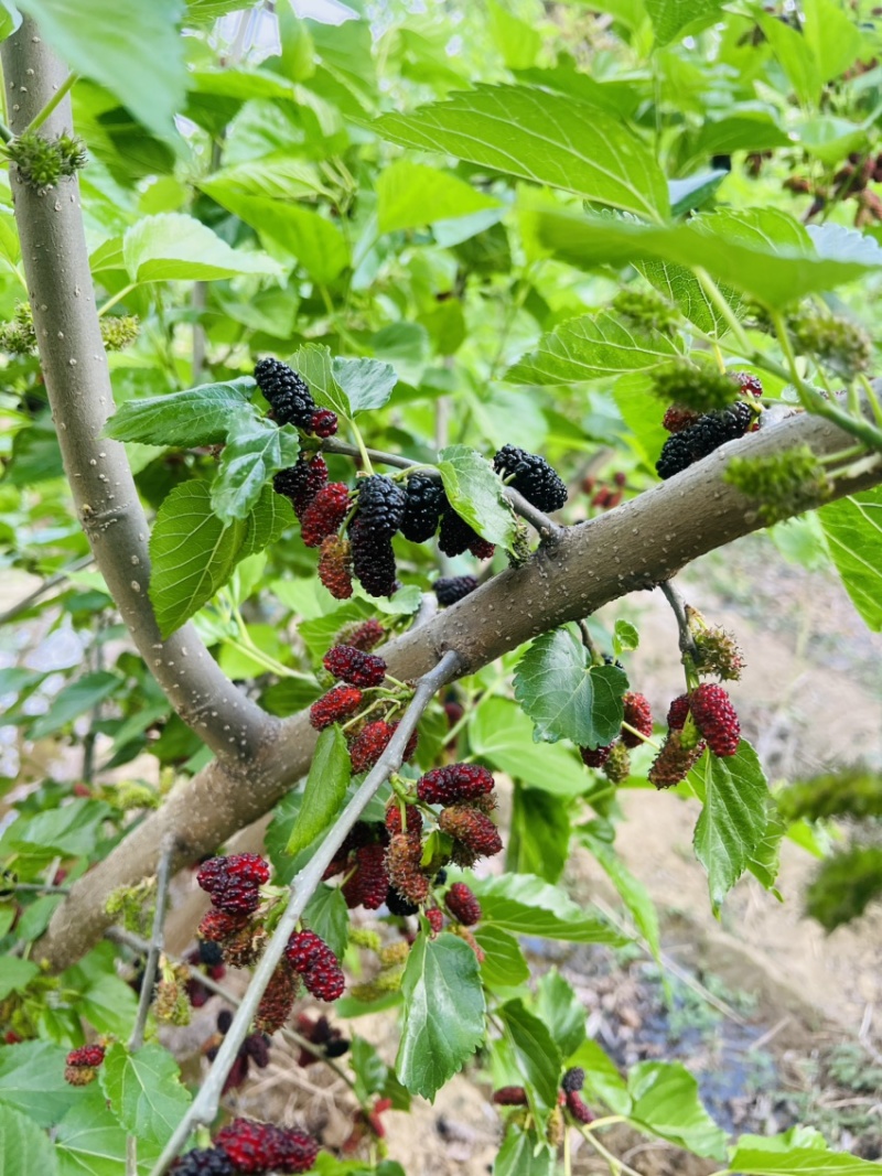 大凉山新鲜桑葚