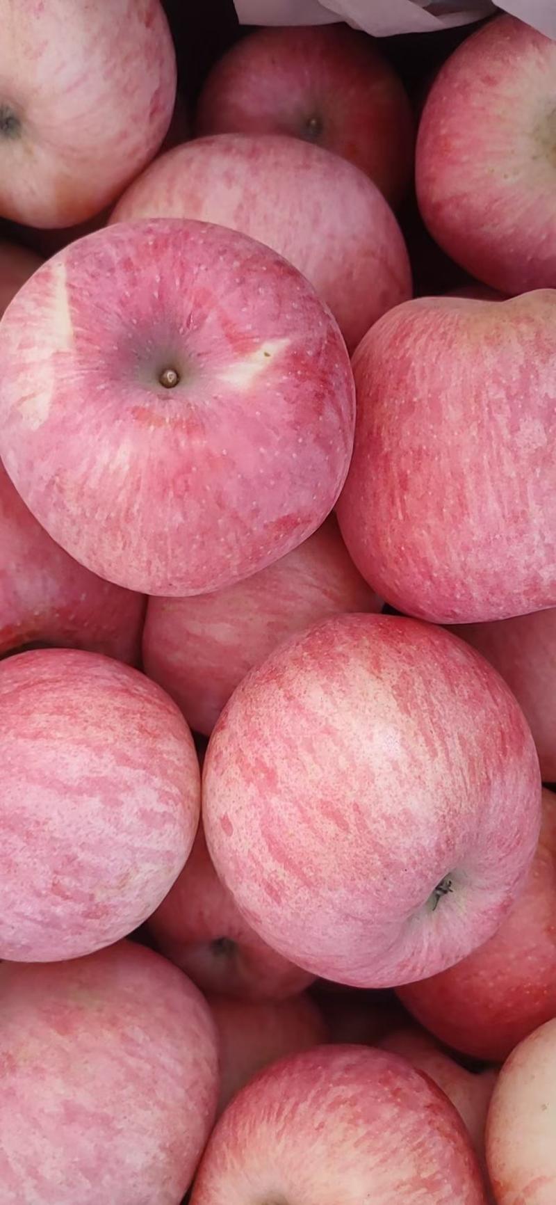 山东红富士苹果库存红富士苹果大量出库货源充足全国发货