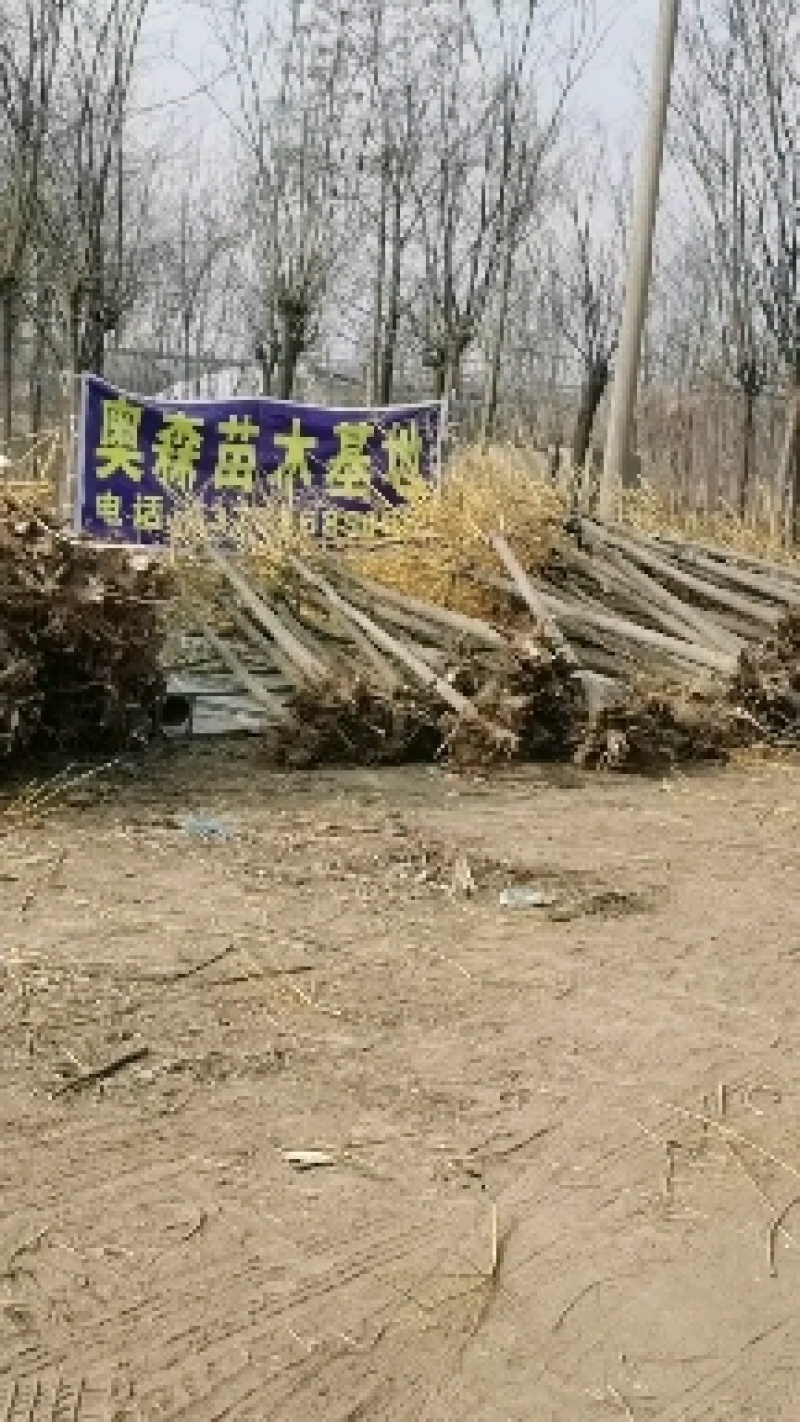 奥森苗圃场正在出售胸径2公分速生杨，北抗一号数量50万棵