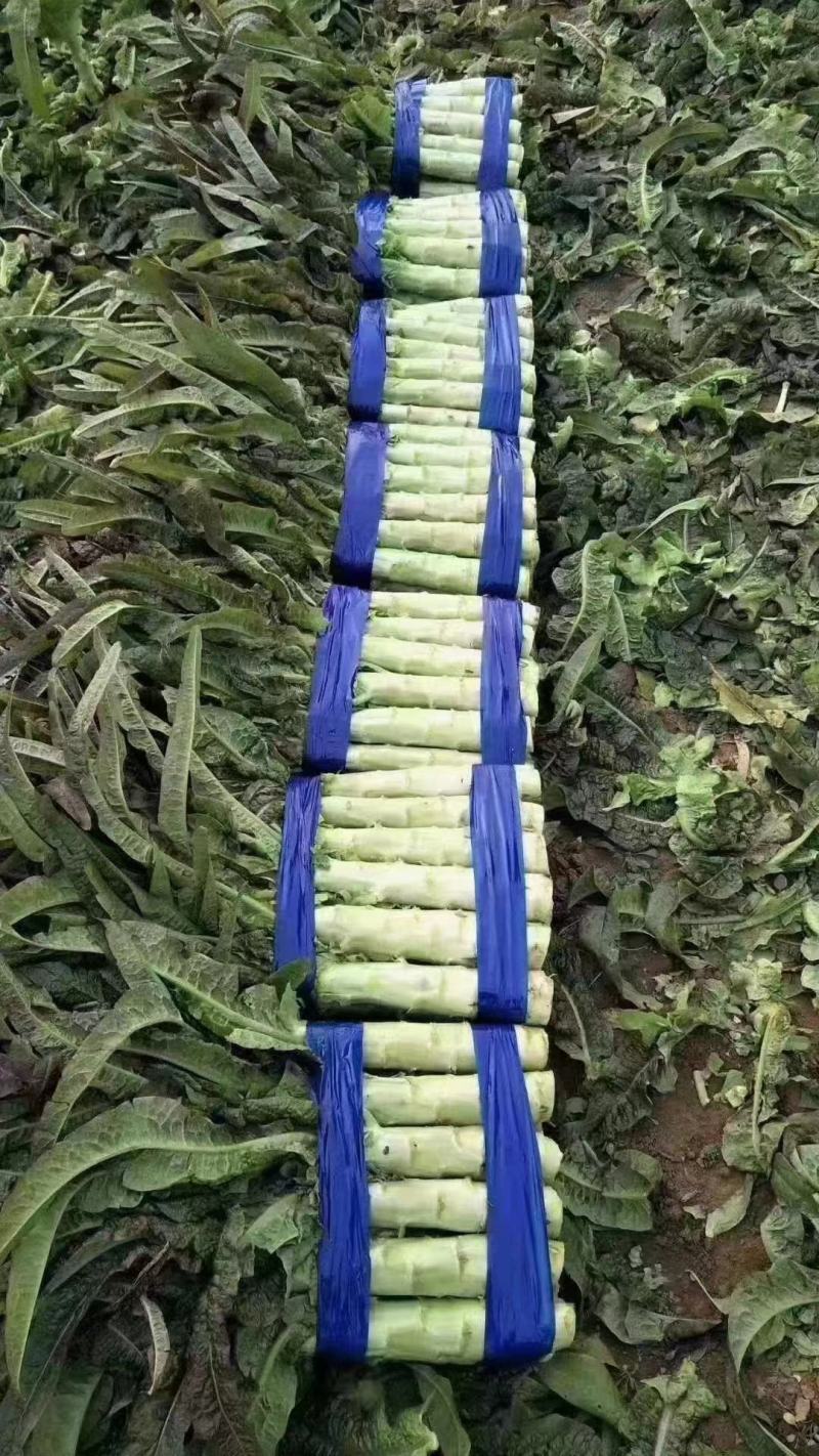 河南开封万亩蔬菜基地欢迎各位老板前来采购