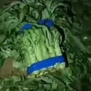 河南开封万亩蔬菜基地欢迎各位老板前来采购