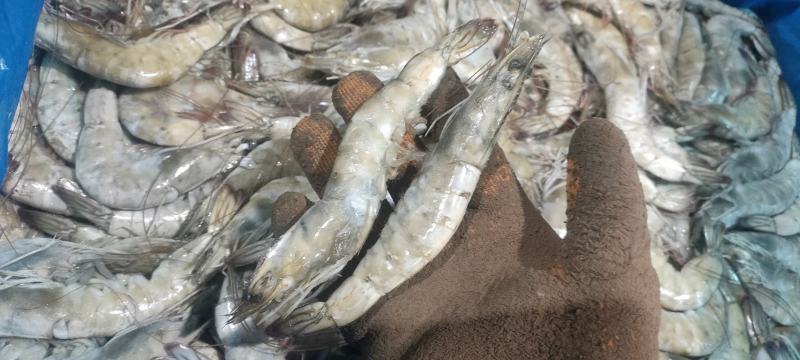 虾海水虾有信原装大板气冻无冰