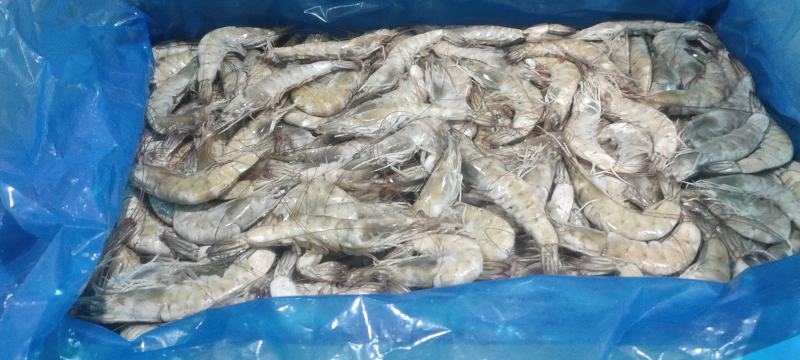 虾海水虾有信原装大板气冻无冰