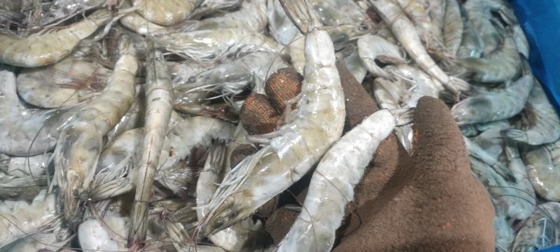 虾海水虾有信原装大板气冻无冰