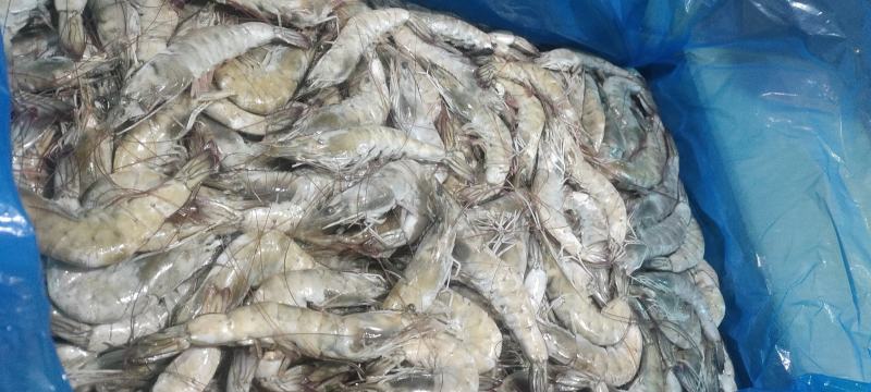 虾海水虾有信原装大板气冻无冰