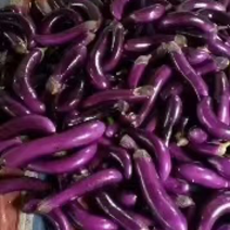 紫长茄子大量供应