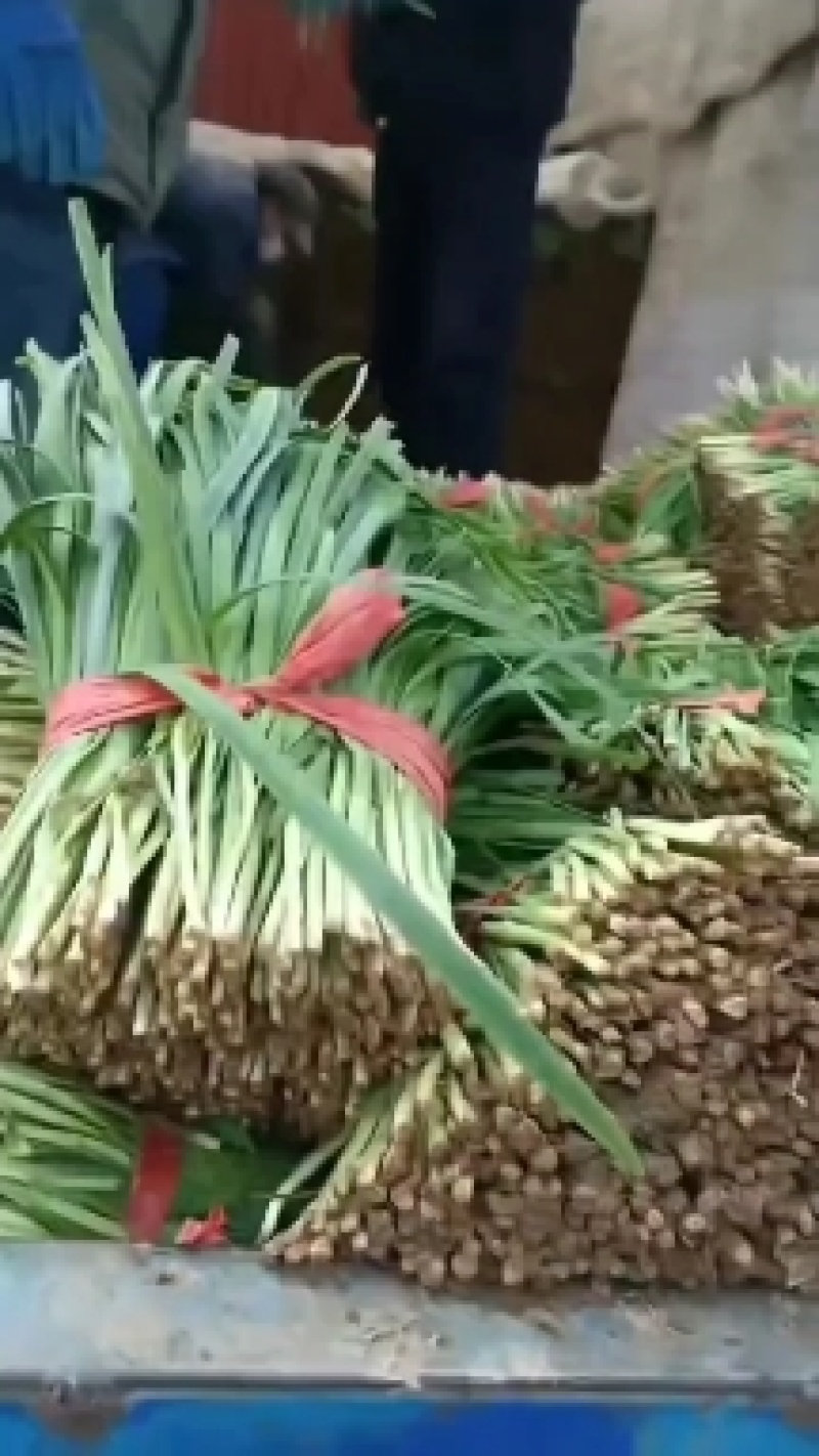 精品韭菜大量有货需要可以联系，质量好，根子粗