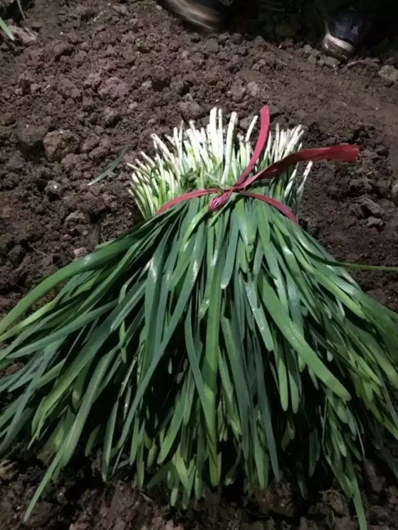 精品韭菜大量有货需要可以联系，质量好，根子粗
