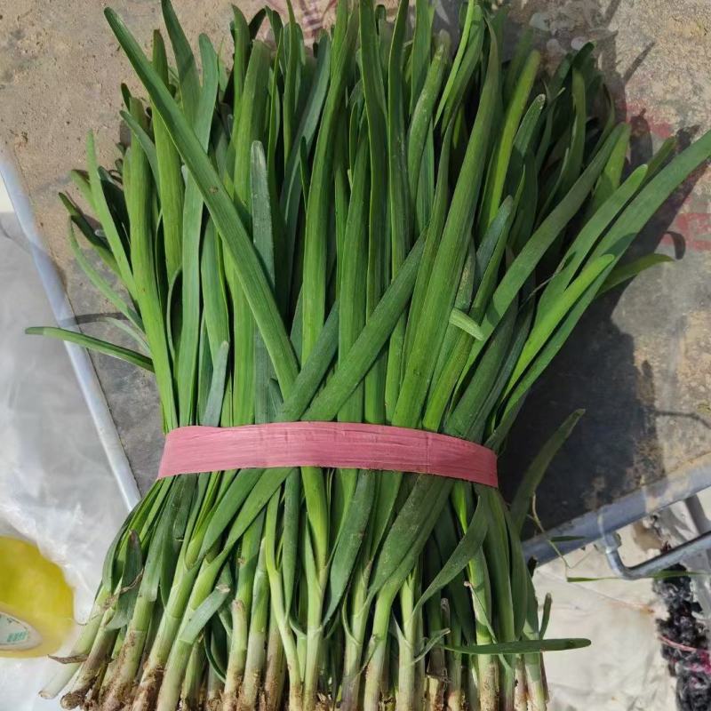 精品韭菜大量有货需要可以联系，质量好，根子粗