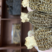 羊肚菌云南大号羊肚菌促销价大量有货剪剪厚肉一件代发