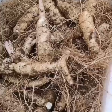 东北鸡头黄精，病害少，产量高，田间管理简单，适合多地区种
