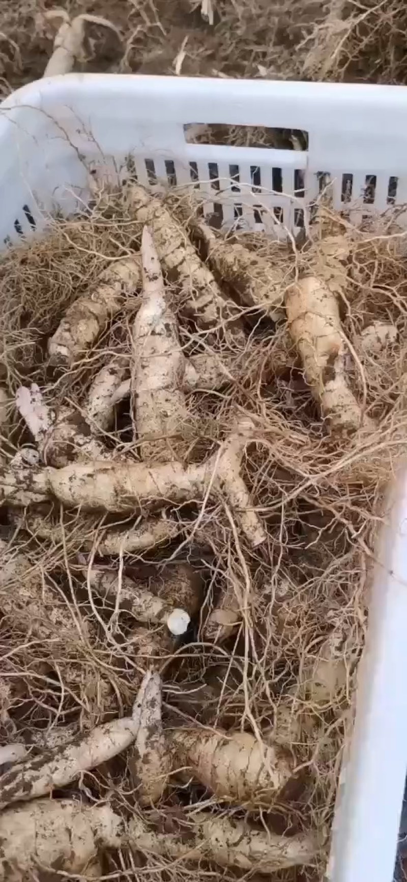 东北鸡头黄精，病害少，产量高，田间管理简单，适合多地区种