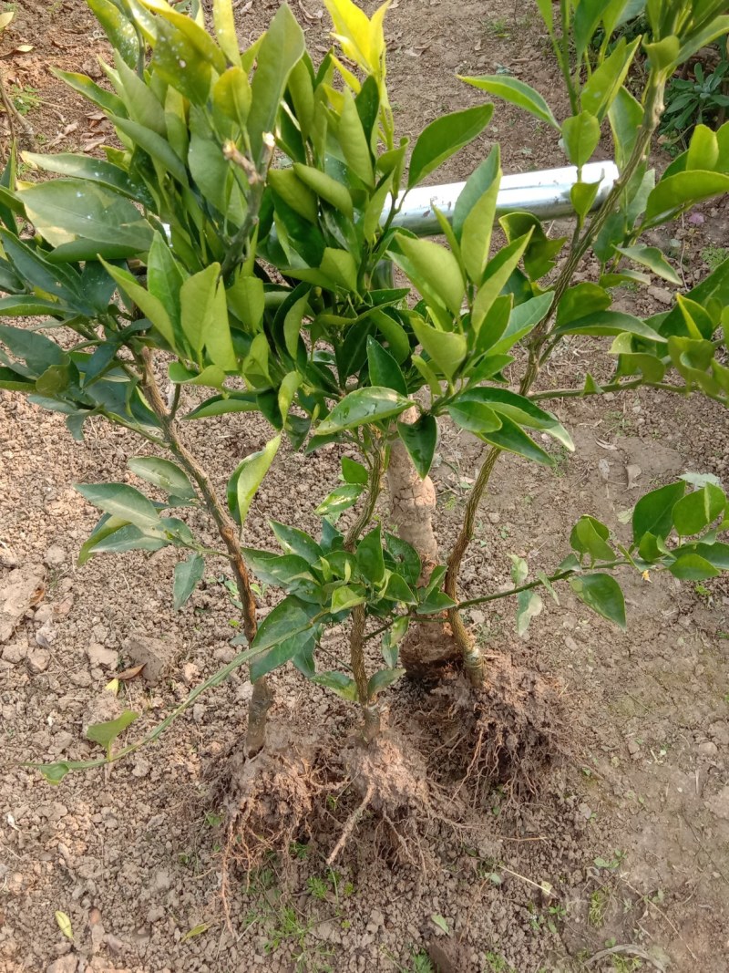 丑桔苗，丑柑树苗，丑柑苗，丑橘苗，不知火柑桔苗，四川丑柑