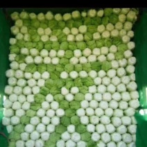 河南开封通许万亩瓜果蔬菜基地欢迎各位老板前来选购