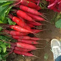 红皮萝卜
