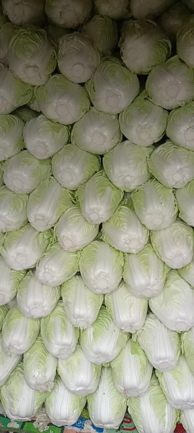 河南开封通许万亩瓜果蔬菜基地欢迎各位老板前来选购