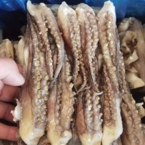鱿鱼须二本足