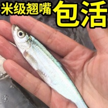 翘嘴鱼苗正宗米翘鱼苗路亚鱼种现货鲜活批发渔场直发