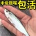 翘嘴鱼苗正宗米翘鱼苗路亚鱼种现货鲜活批发渔场直发