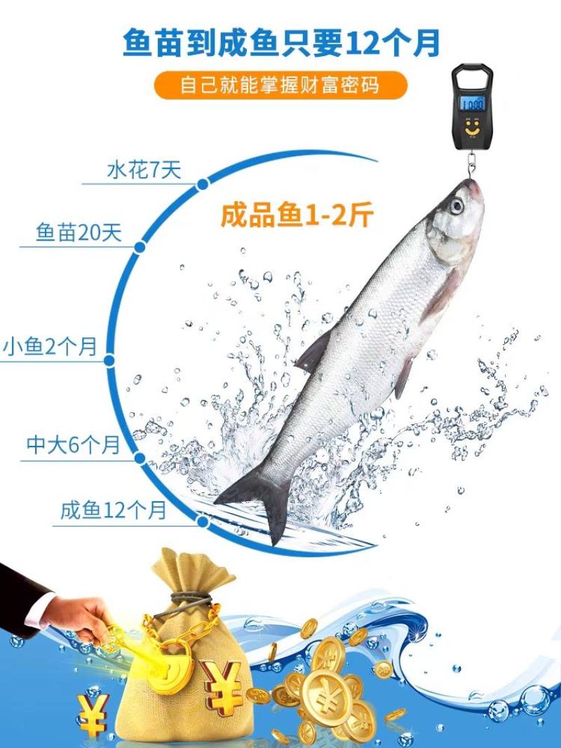 翘嘴鱼苗正宗米翘鱼苗路亚鱼种现货鲜活批发渔场直发